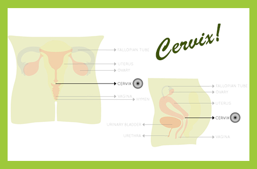 how to measure cervix length for menstrual cup size