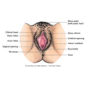 The vulva consists of the external part of the genitalia. It includes the mons pubis, the inner labia and outer labia, the clitoris and the clitoral hood, the urethral opening, the vaginal opening, the hymen, Skene’s glands, Bartholin’s glands and pubic hair. The entrance of the vagina is part of the vulva, but the vagina itself is not. The vagina is one part of the internal structure of the genitalia; it’s the passage between the vulva and the uterus, although it’s important to keep in mind that not all of us with a vulva and vagina have a uterus.