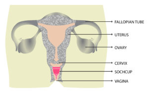female reproductive anatomy, female anatomy, reproductive organs, female body parts