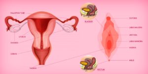 Vulva, female anatomy, female body parts,