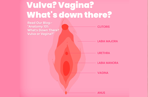 Anatomy vagina The Guide