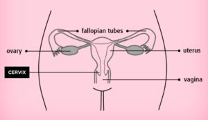 menstrual cup size, cervix length, menstrual cup, female reproductive system, reproductive organs, female body parts