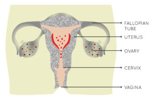 menstrual cycle, periods, reproductive system