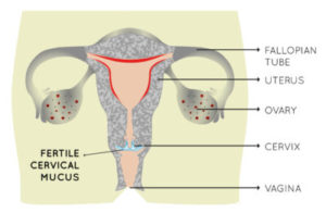 Menstrual Cycle Phases and Fertility Window