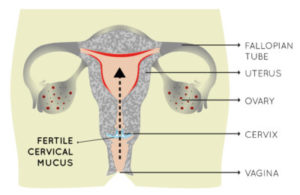 Menstrual Cycle Phases and Fertility Window
